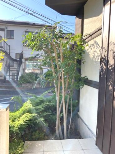 剪定After