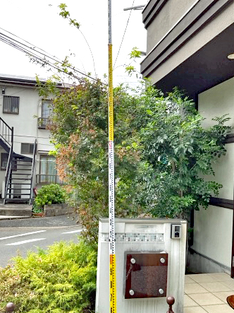 剪定Before