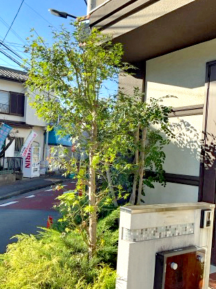 剪定After
