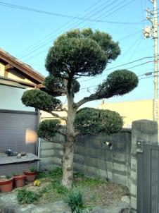 剪定、伐採