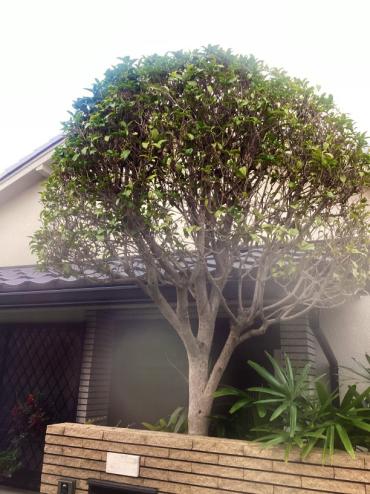 消毒、施肥Before