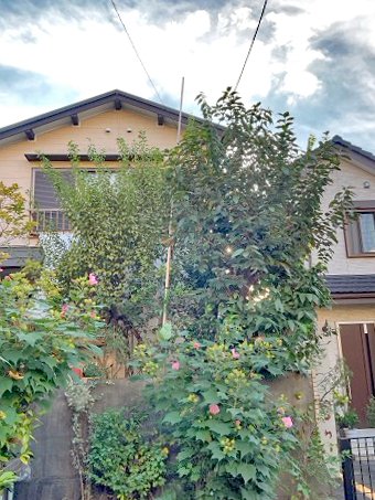 剪定、伐採、除草Before