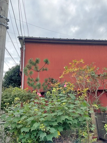 剪定、伐採、除草After