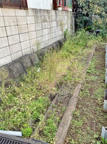 剪定、伐採、除草Before