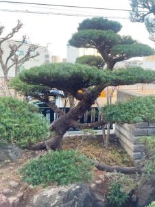 剪定