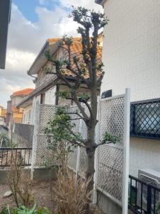 剪定