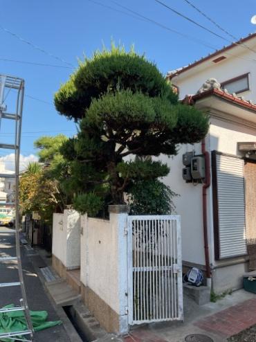 剪定