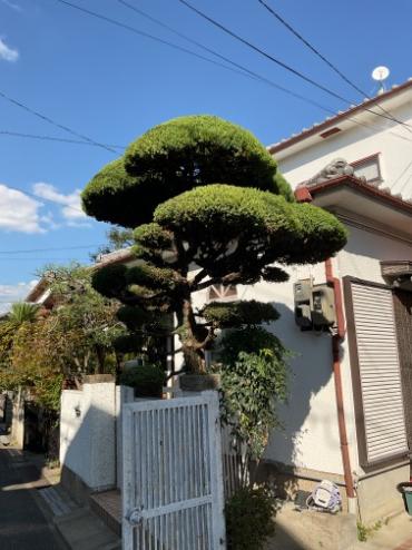 剪定