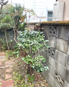 剪定