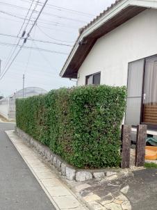 剪定