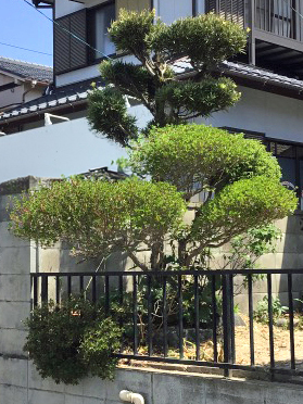 伐採After