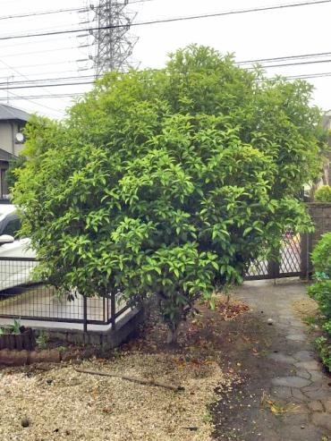 剪定、伐採Before