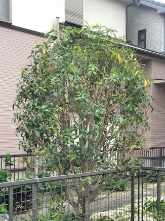 剪定、伐採After