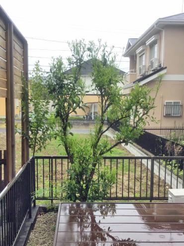 剪定、伐採Before