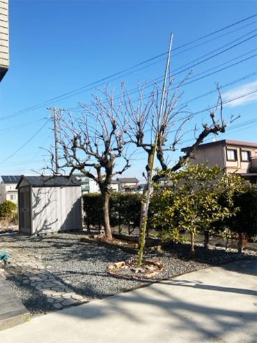 剪定Before