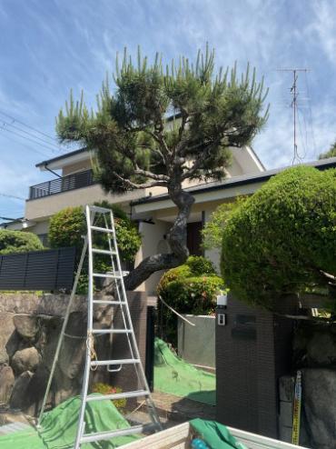 剪定
