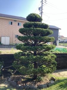剪定