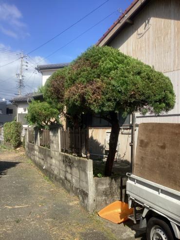 剪定