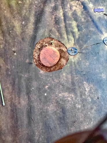 剪定、伐採After