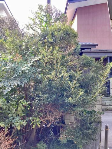 剪定、伐採Before