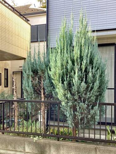 剪定、伐採Before