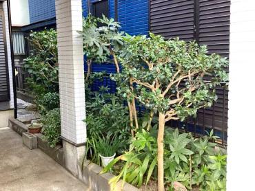 剪定、伐採After