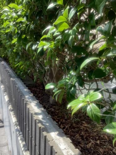 生垣のお手入れ、砂利敷きBefore