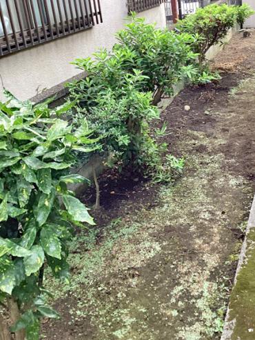 除草、生垣、伐採After