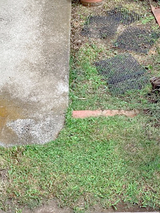 伐採、除草、芝刈りAfter