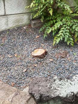 剪定、伐採、消毒After