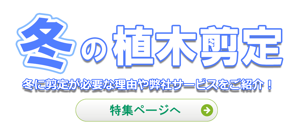 冬の植木剪定