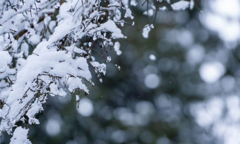 秋冬の庭のお手入れ
