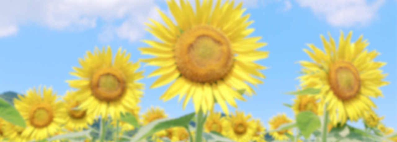 夏のお庭のお手入れ