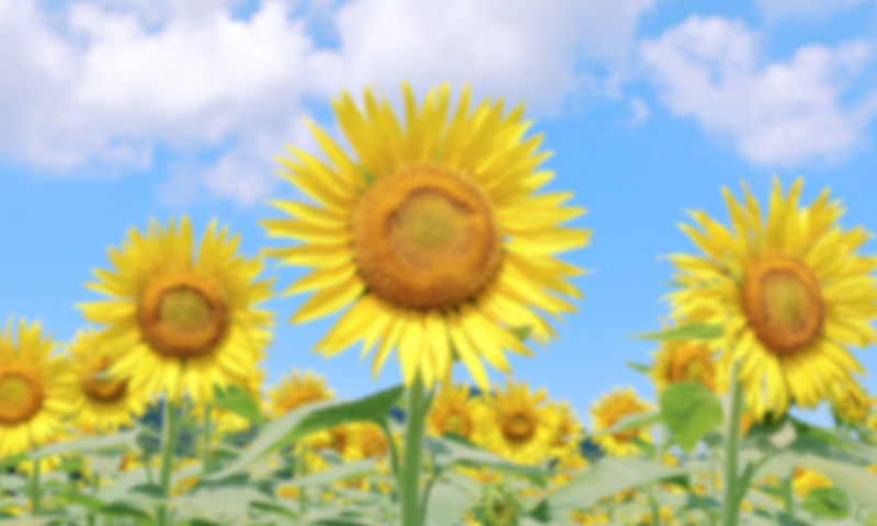 夏のお庭のお手入れ