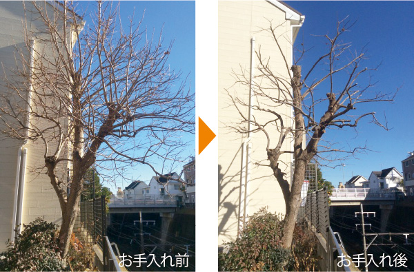 剪定｜お手入れ前と後