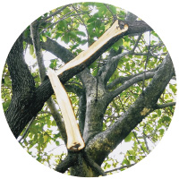 庭木を自然災害から守る「剪定」－イチ押しお手入れメニュー見出し画像4
