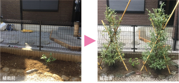 植栽｜お手入れ前と後