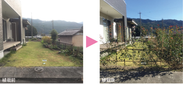 植栽｜お手入れ前と後