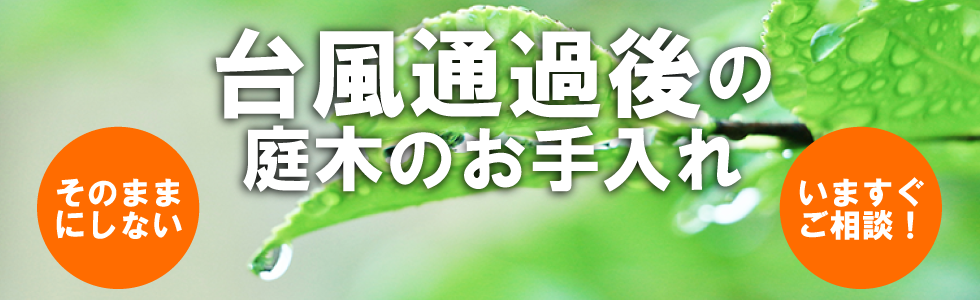 台風通過後のお手入れメイン画像