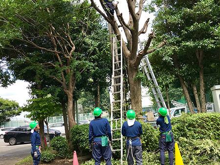 植木カットデザイナー「三ツ星制度」見出し画像3