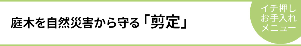 庭木を自然災害から守る「剪定」－イチ押しお手入れメニュー