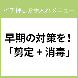 早期の対策を！「剪定 + 消毒」－イチ押しお手入れメニュー