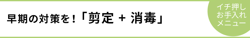 早期の対策を！「剪定 + 消毒」－イチ押しお手入れメニュー