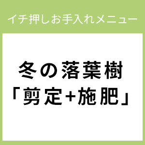 冬の落葉樹「剪定+施肥」－イチ押しお手入れメニュー