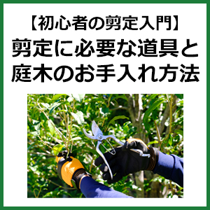 【初心者の剪定入門】選定作業に必要な道具と庭木のお手入れ方法