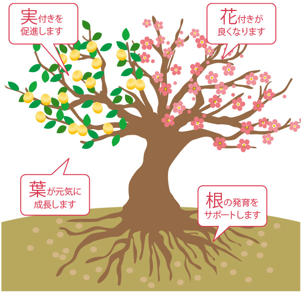 冬の落葉樹｜施肥