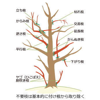 庭木のトラブルtop3 ご近所からの苦情回避 解決方法について 庭木のお手入れ 庭木の剪定 伐採なら親切丁寧な植木屋革命クイック ガーデニング