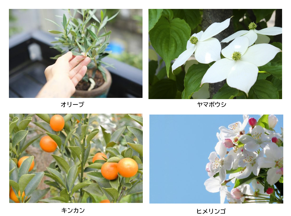 植栽｜オリーブ,ヤマボウシ,キンカン,ヒメリンゴ