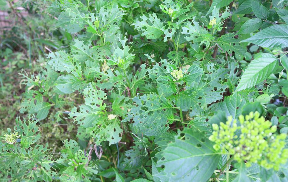 病害虫対策・駆除