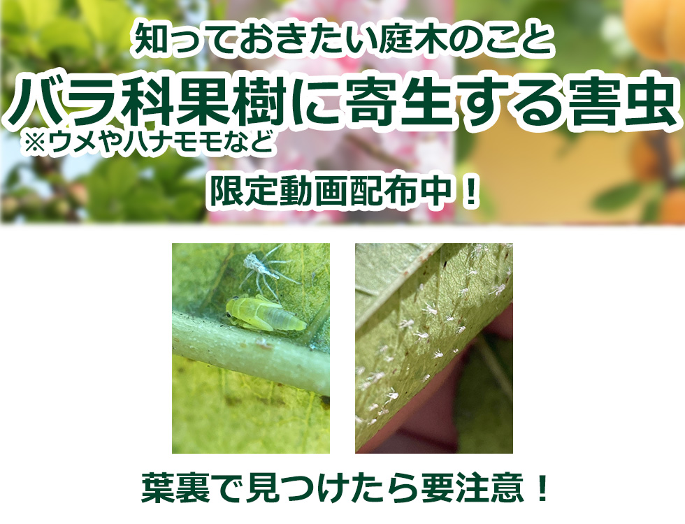 バラ科果樹に寄生する害虫とは？【限定動画配布中！】